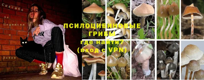 ОМГ ОМГ сайт  Кедровый  Галлюциногенные грибы Psilocybe 